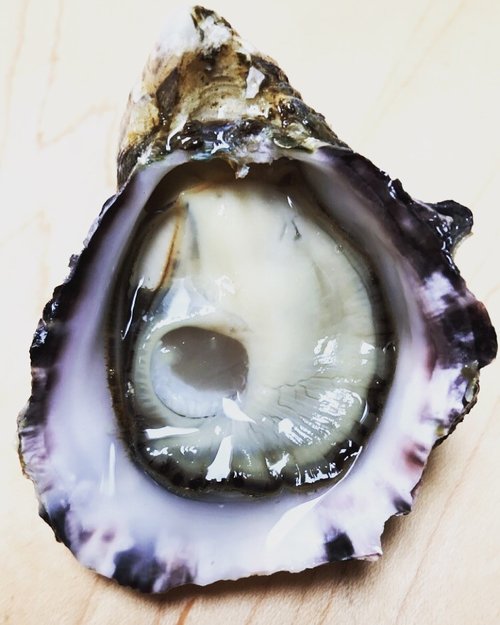 Kusshi Oyster